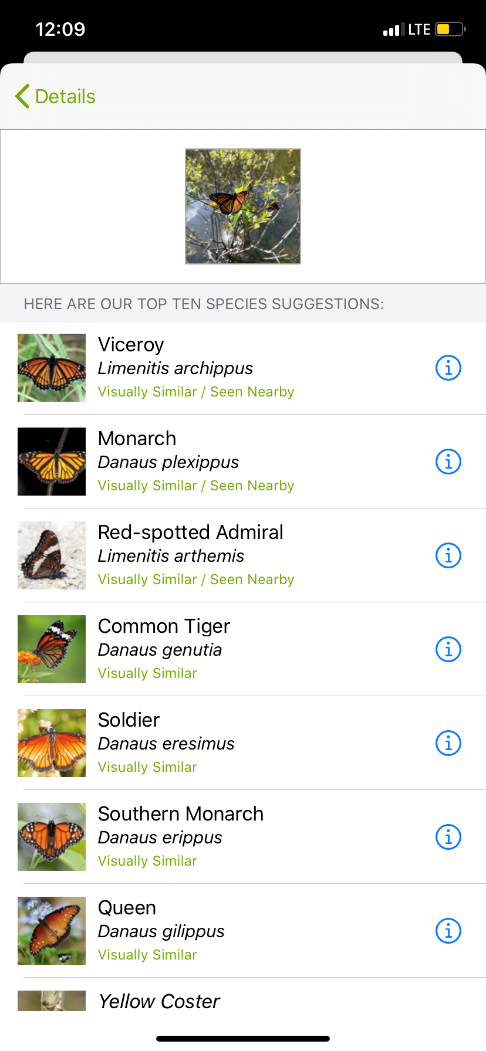 Screenshot from iNaturalist app, suggested species identifications listed below photo of orange butterfly 